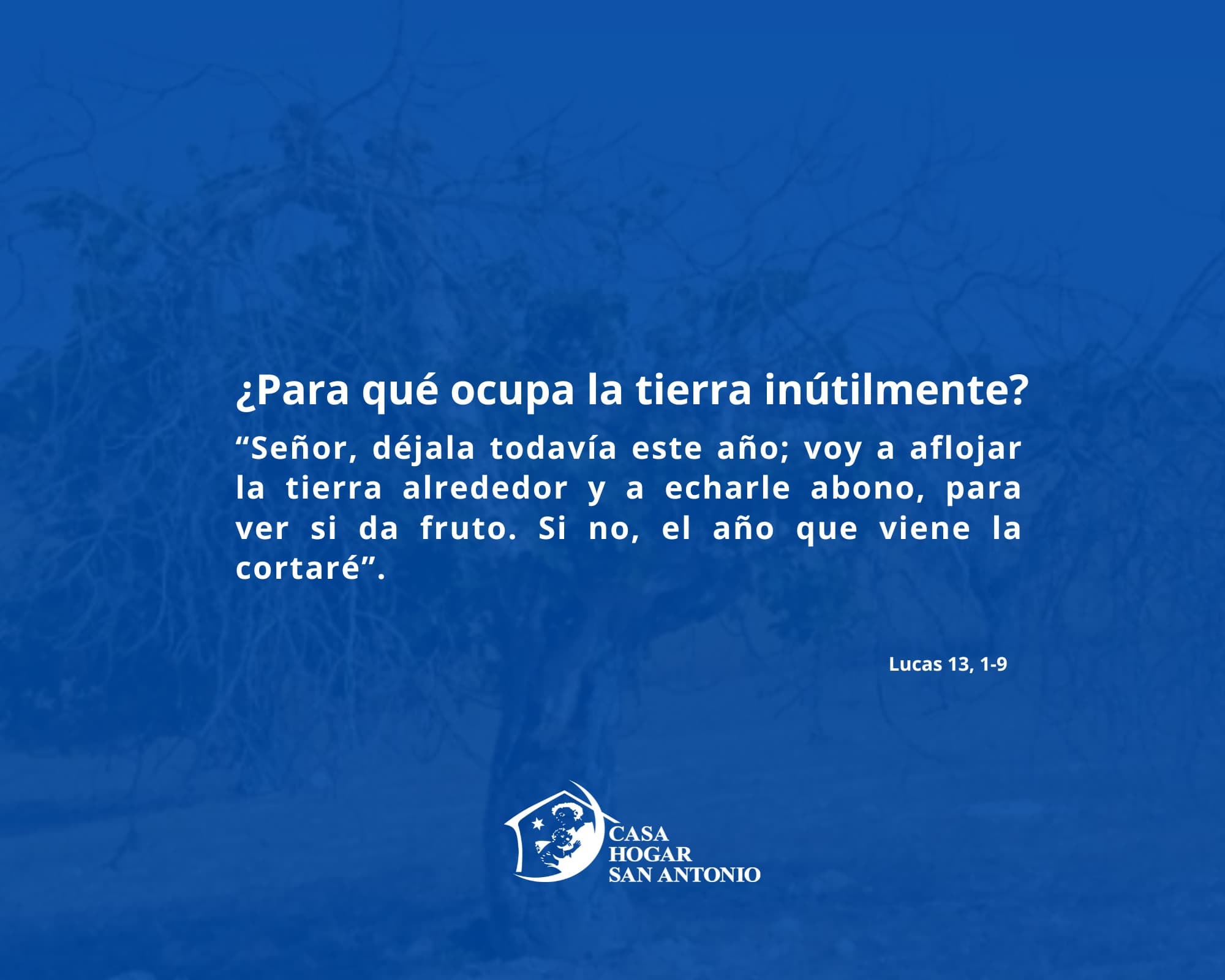 Y esta similitud del viñador manifiesta la misericordia de Dios, que nos deja un tiempo para la conversión